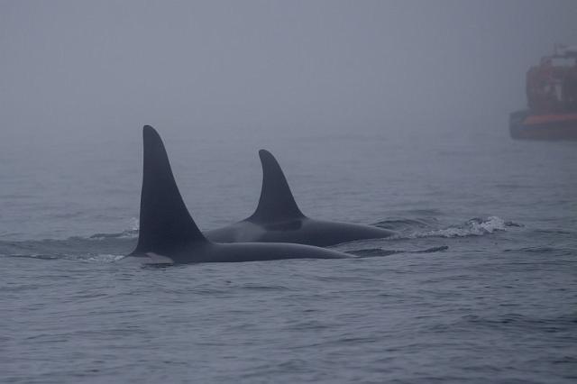 156 Vancouver Island, Victoria, Orka's in de Mist.jpg
